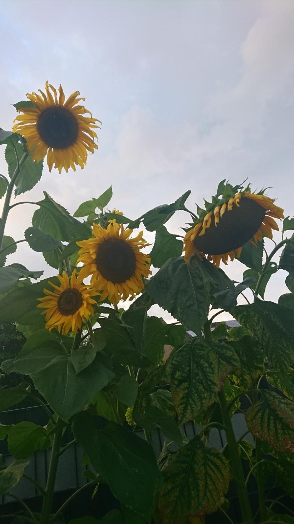 Ferienwohnung Sonnenblick Und Relax زوندرن المظهر الخارجي الصورة